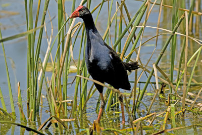 Purple Swamphen