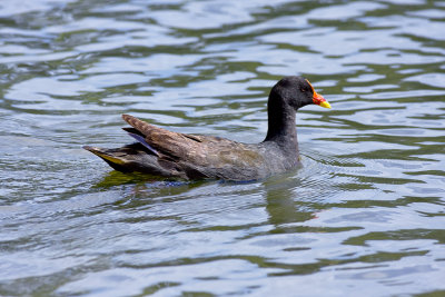 Swamphens
