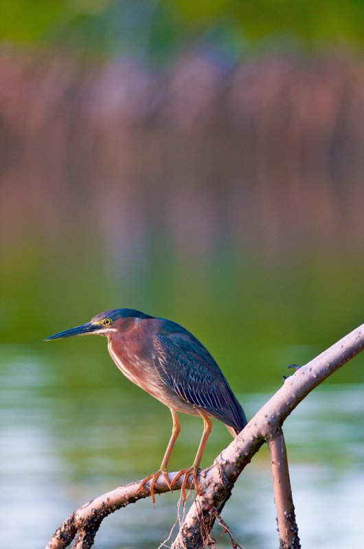 green sunset heron mangrove  3032.jpg