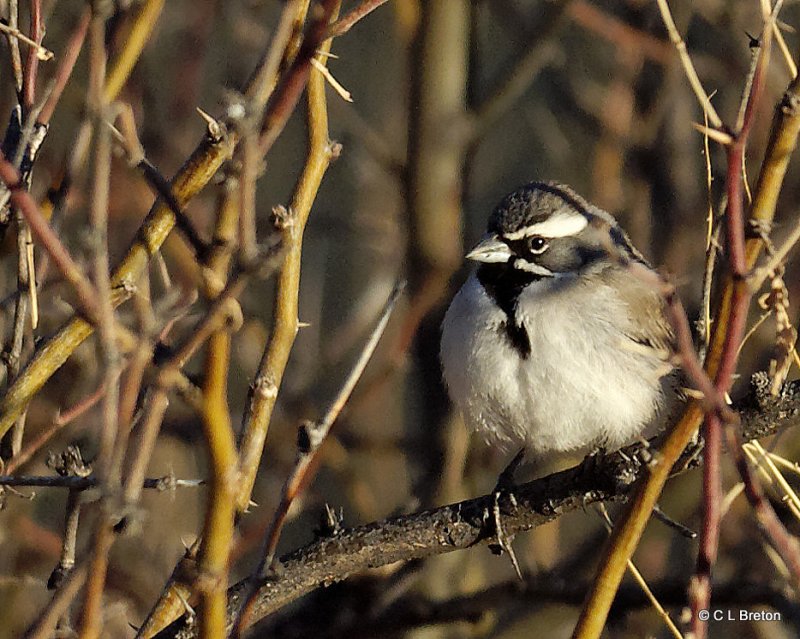 Black-throated Sparrow