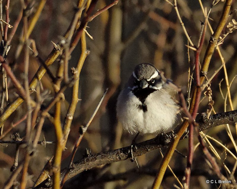 Black-throated Sparrow