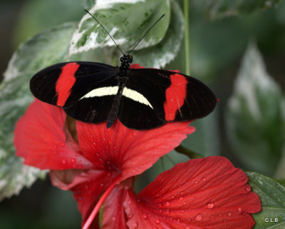 Exotic Butterfly Magic, Tucson Botanical Gardens