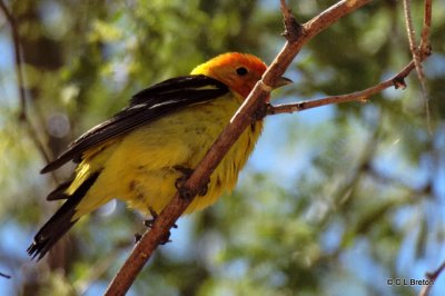 Western Tanager