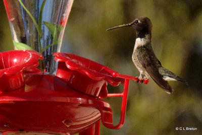 Black-chinned Hummingbird