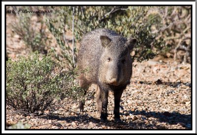 Collared Peccary