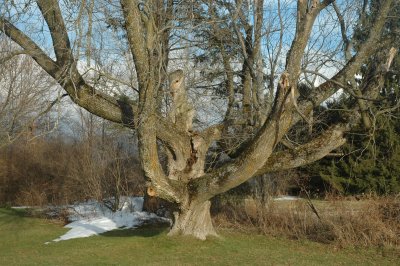 withitsheadcuioff Middlebury.jpg
