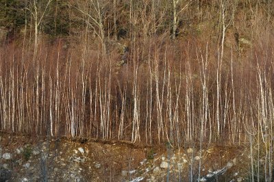 birches  thin soil 4-5-08 129.jpg