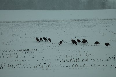 wild turkeys in cornfield 2-16-08 39.jpg