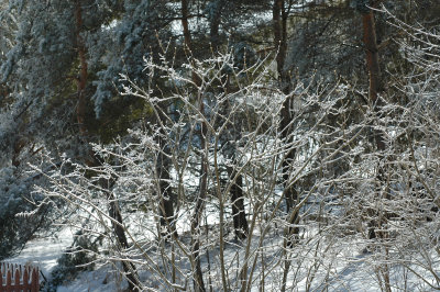 with icicles 3-10-08 72.jpg
