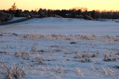 frozen grass at sunset 3-10-08 103.jpg