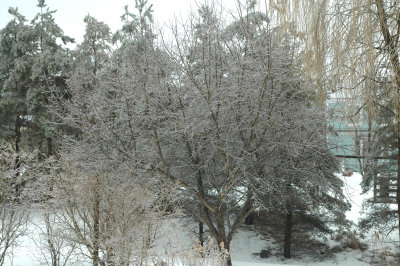 dontsitunderTHISappletree3-9-08 51.jpg