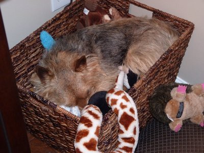 Sleeping in the toy box