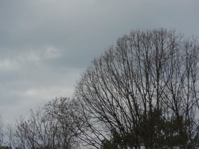 fz18f.jpg
