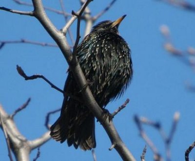 Starling- Central Park