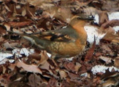 Varied Thrush, also Central Park.  Really blends in.  Alek spotted it.