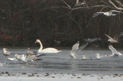 Mute Swan, Gulls
