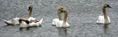 Mute Swans, Cook's Landing