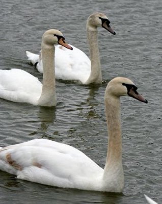 Mute Swans