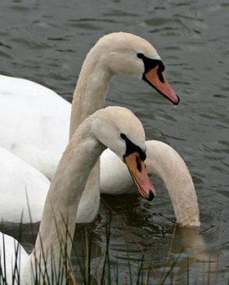 Mute Swans