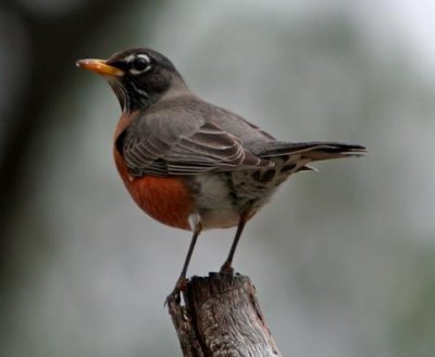 American Robin