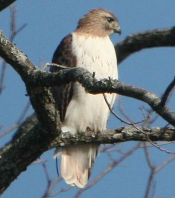 Red-tailed Hawk