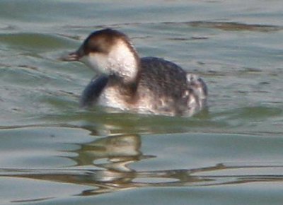 Eared Grebe