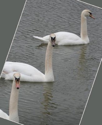 Mute Swans