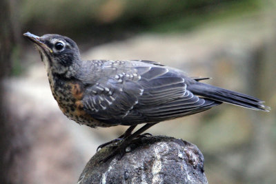 Robin