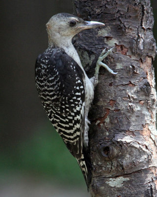 Red-bellied WP