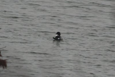 IMG_8656.JPG