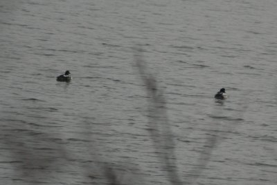 IMG_8660.JPG