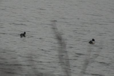IMG_8661.JPG
