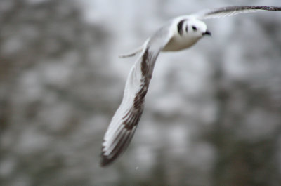 kittiwake