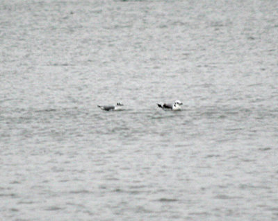 Bonaparte's Gull on left, Kittiwake on right