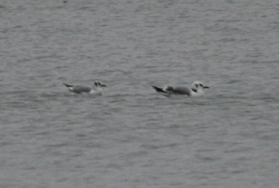 Bonaparte's Gull on left, Kittiwake on right