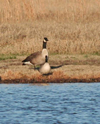 Cackling Geese for Christmas