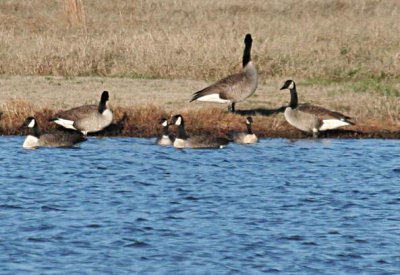 Cackling  Geese