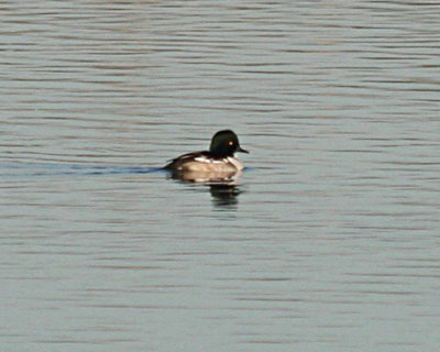 More of the Hooded Merganser x Common Goldeneye hybrid