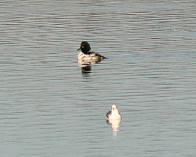 Merganser x Goldeneye with Kittiwake friend