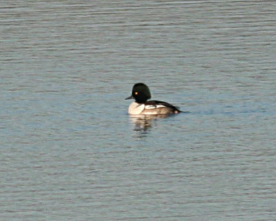 Merganser x Goldeneye