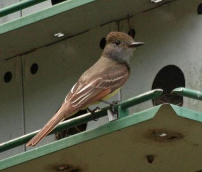 Great-crested Flycatcher nesting in our Martin House