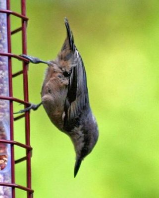 brown-headed Nuthatch