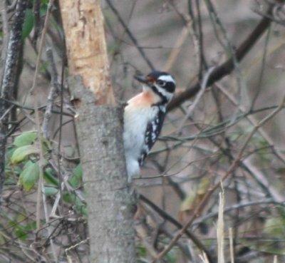 Hairy woodpecker with red on nasal tuft and breast