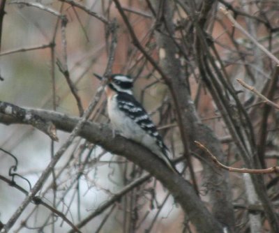 Hairy woodpecker with red on nasal tuft and breast