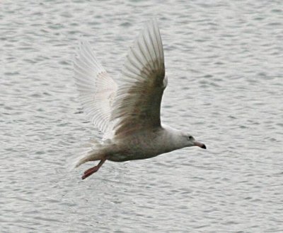 Glaucous Gull