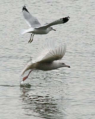 Glaucous Gull and friend