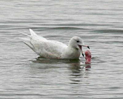 Glaucous Gull with a snack