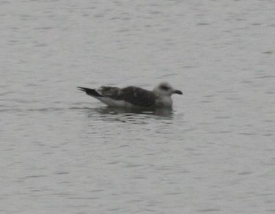 Lesser Black-backed Gull