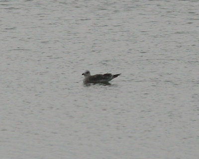Glaucous Gull in Lake Dardanelle