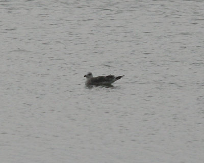 Lesser Black-backed Gull